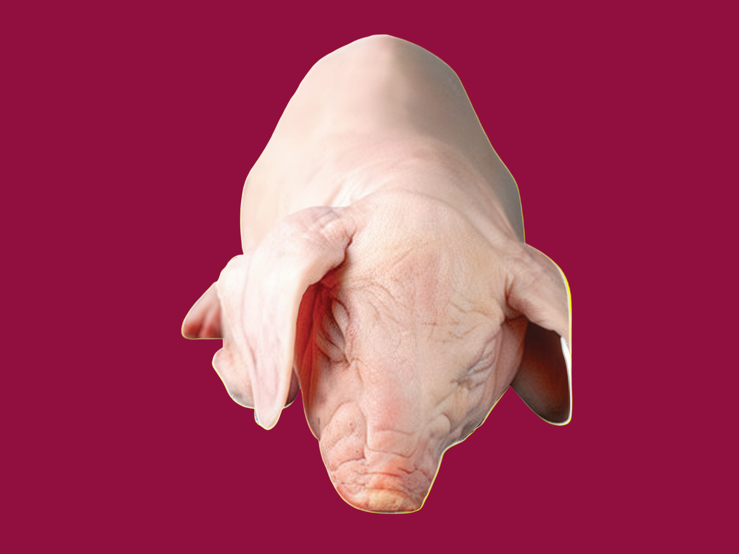 🌠 PURCEL DE LAPTE ❄️IQF – CLASA A 🌠 🐖 8–12 kg/buc (💰Lei/kg)