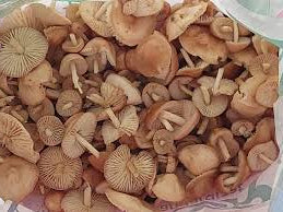 BUREȚI DE ROUA 350 g