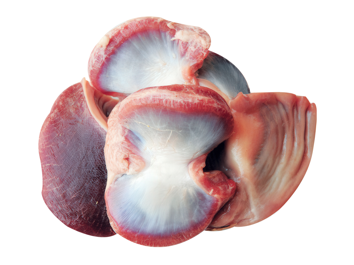 PIPOTĂ DE CURCAN (💰 Lei/kg)